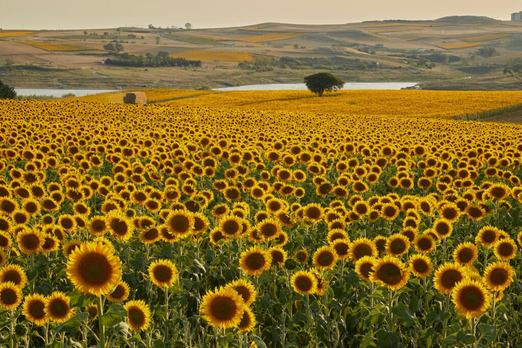 A sprawling field of sunflowers basking in the warm glow of a sunset, with distant hills and a serene river.