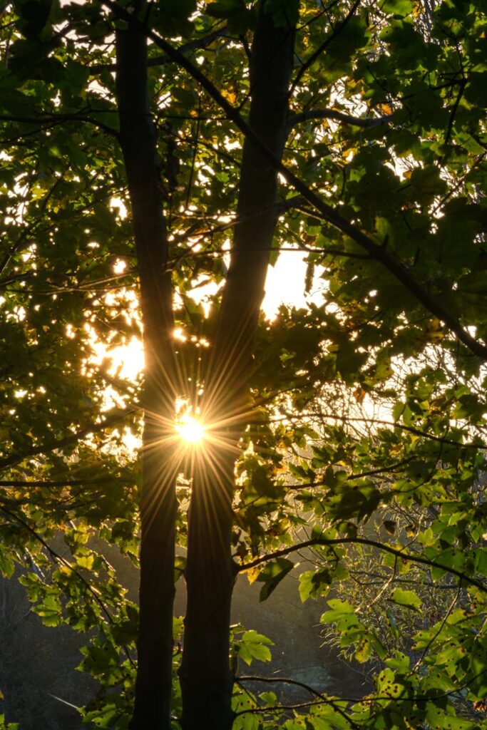 Sunlight filtering through trees creates a serene and natural park scene in Northern Ireland.