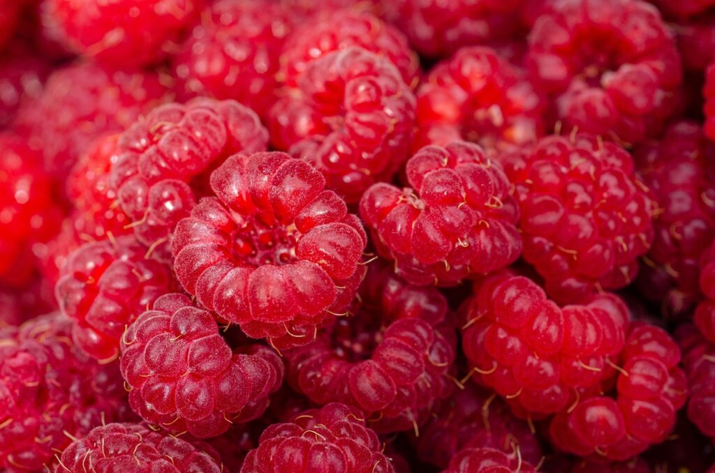 raspberries, fresh, healthy, nourishment, fruit, harvest, fruit, fruit, fruit, fruit, fruit